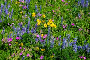 Wildflowers on Dunraven Pass-7643.jpg